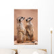 Meerkats Wall Mural