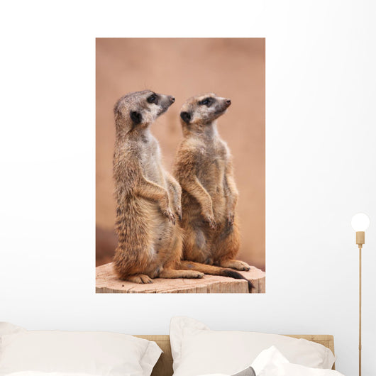 Meerkats Wall Mural