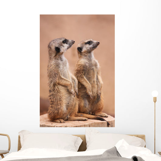 Meerkats Wall Mural