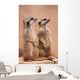 Meerkats Wall Mural