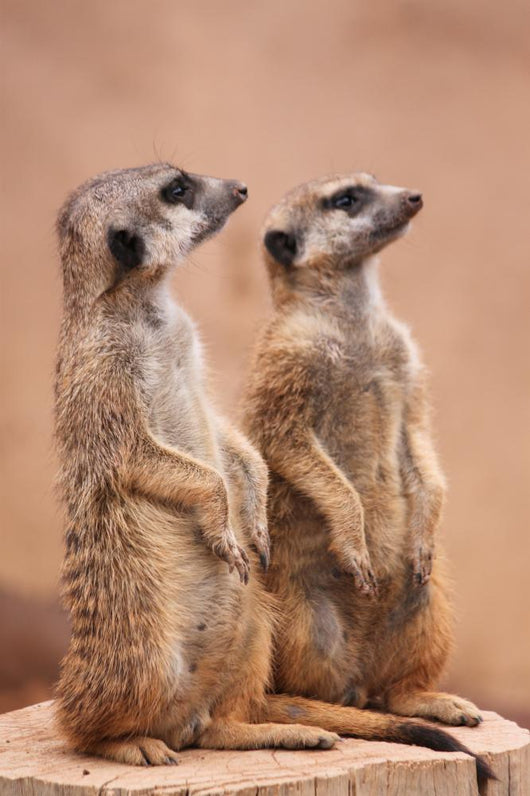 Meerkats Wall Mural