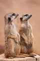 Meerkats Wall Mural