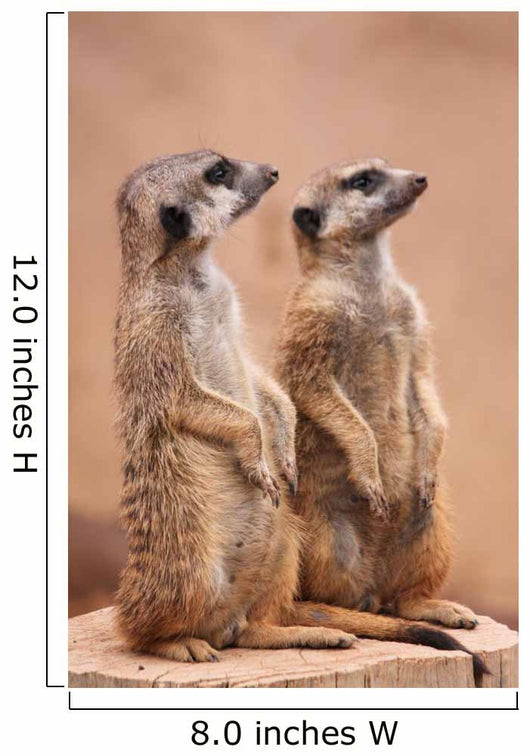 Meerkats Wall Mural