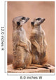 Meerkats Wall Mural