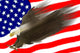 Flying Eagle & Us Flag Wall Mural