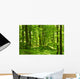 Green Summer Forest