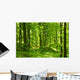 Green Summer Forest