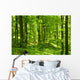 Green Summer Forest