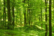 Green Summer Forest