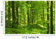 Green Summer Forest