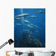 Grey Reef Sharks Shark