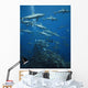 Grey Reef Sharks Shark