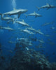 Grey Reef Sharks Shark