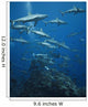 Grey Reef Sharks Shark