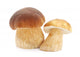 Mushrooms Wall Decal