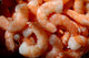 Shrimp Wall Mural
