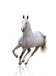 White Horse Wall Decal