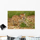 baby leopard Wall Mural