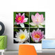Water Lily Wall Mural