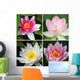 Water Lily Wall Mural