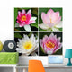 Water Lily Wall Mural