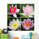 Water Lily Wall Mural