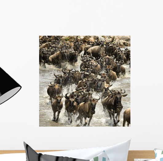 Wildebeest running in river in the Serengeti, Tanzania, Africa Wall Mural