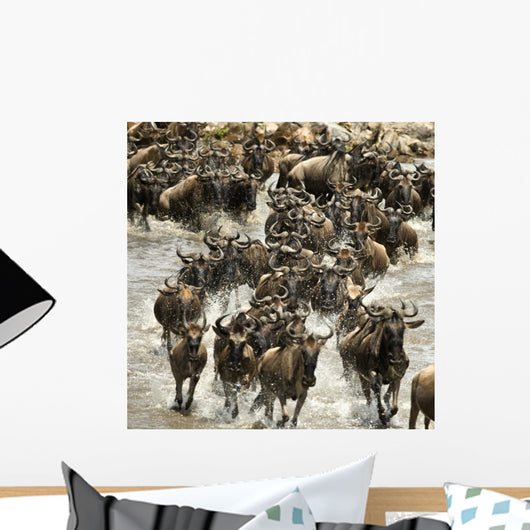 Wildebeest running in river in the Serengeti, Tanzania, Africa Wall Mural