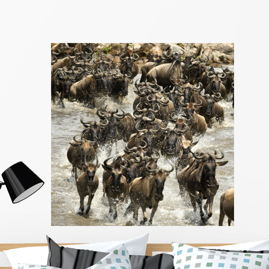 Wildebeest running in river in the Serengeti, Tanzania, Africa Wall Mural