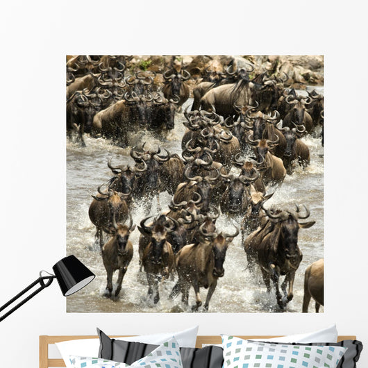 Wildebeest running in river in the Serengeti, Tanzania, Africa Wall Mural