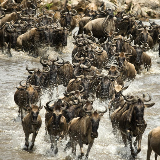 Wildebeest running in river in the Serengeti, Tanzania, Africa Wall Mural