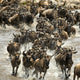 Wildebeest running in river in the Serengeti, Tanzania, Africa Wall Mural