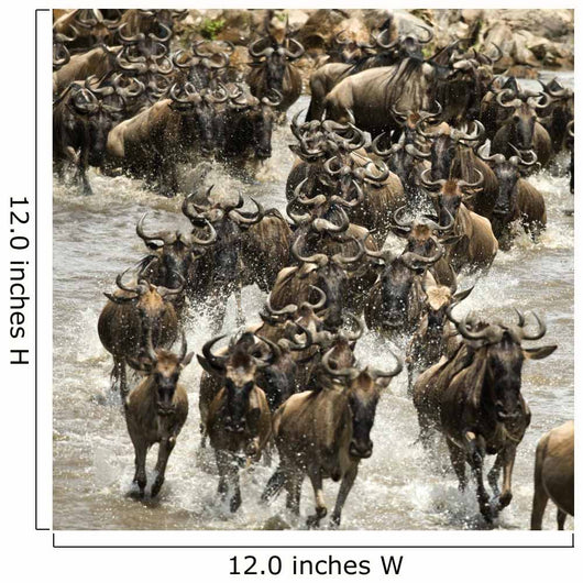 Wildebeest running in river in the Serengeti, Tanzania, Africa Wall Mural