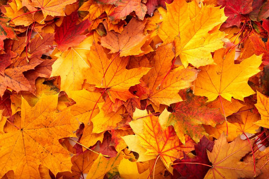 Group Autumn Orange Leaves