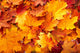 Group Autumn Orange Leaves