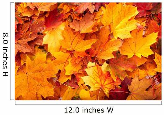 Group Autumn Orange Leaves