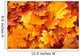 Group Autumn Orange Leaves