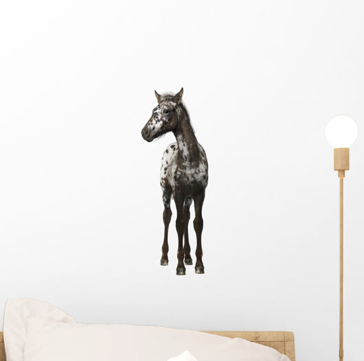 Crossbreed Foal between Appaloosa Wall Decal