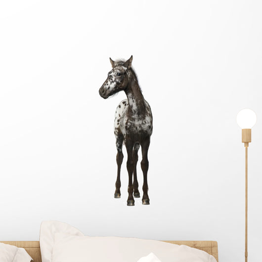 Crossbreed Foal between Appaloosa Wall Decal