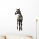 Crossbreed Foal between Appaloosa Wall Decal