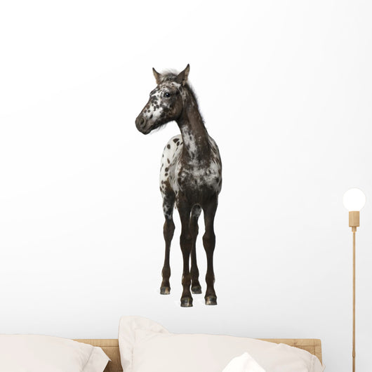 Crossbreed Foal between Appaloosa Wall Decal