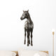 Crossbreed Foal between Appaloosa Wall Decal
