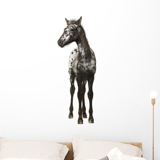 Crossbreed Foal between Appaloosa Wall Decal