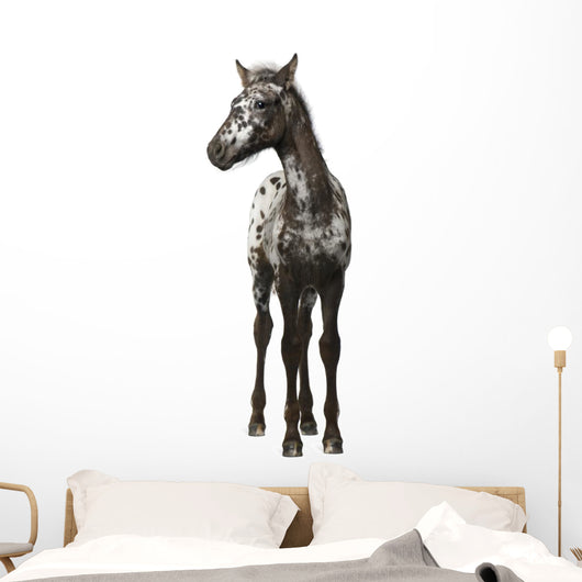 Crossbreed Foal between Appaloosa Wall Decal