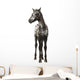 Crossbreed Foal between Appaloosa Wall Decal