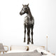Crossbreed Foal between Appaloosa Wall Decal