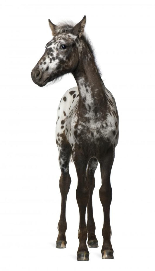 Crossbreed Foal between Appaloosa Wall Decal