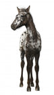 Crossbreed Foal between Appaloosa Wall Decal
