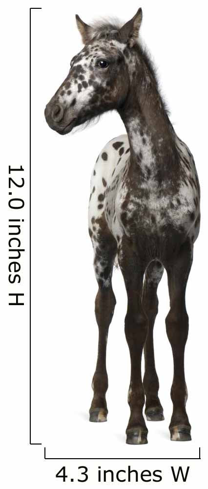 Crossbreed Foal between Appaloosa Wall Decal