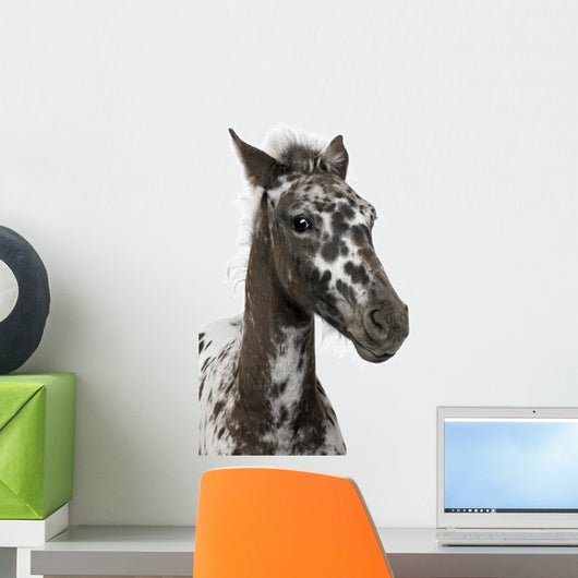 Close-up Crossbreed Foal between Wall Decal
